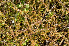 Coprosma acerosa