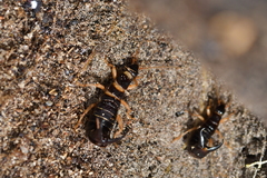 Anisolabis littorea
