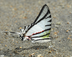 Protesilaus protesilaus