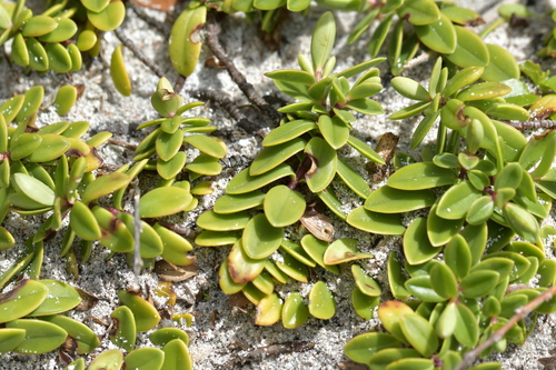 Image of Veronica chathamica by (c) Christopher Stephens, some rights reserved (CC BY-SA)