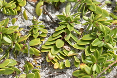Veronica chathamica