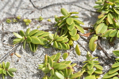 Veronica chathamica
