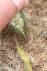 Lachenalia contaminata
