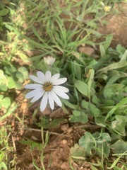 Dimorphotheca