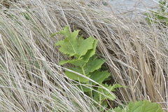 Sonchus grandifolius