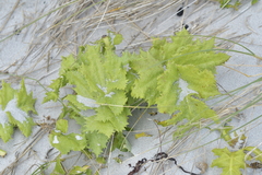 Sonchus grandifolius