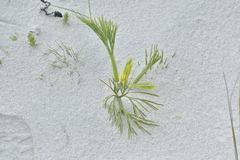 Aciphylla dieffenbachii
