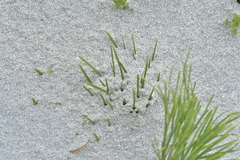 Aciphylla dieffenbachii