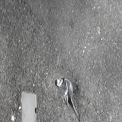 Motacilla alba yarrellii