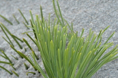 Aciphylla dieffenbachii