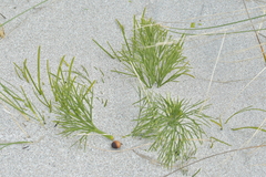 Aciphylla dieffenbachii