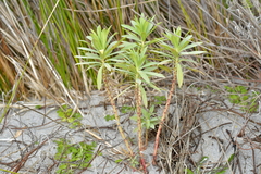 Euphorbia glauca