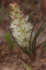 Lachenalia contaminata