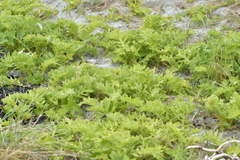 Sonchus grandifolius