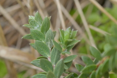 Pimelea villosa