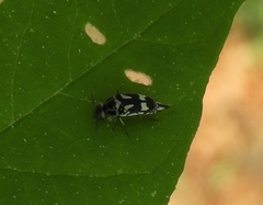 Mordella tetraspilota