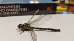 Arigomphus cornutus
