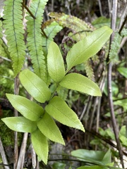 Asplenium lepidotum