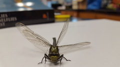 Arigomphus cornutus
