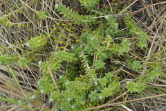 Pimelea villosa