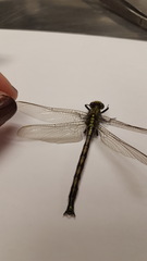 Arigomphus cornutus