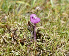 Pedicularis siphonantha