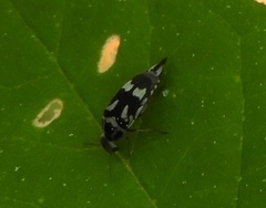 Mordella tetraspilota