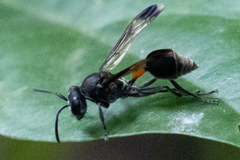 Ropalidia sumatrae