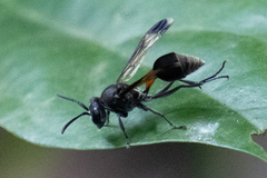 Ropalidia sumatrae