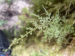 Hymenophyllum flexuosum