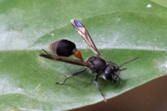 Ropalidia sumatrae
