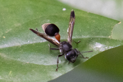 Ropalidia sumatrae