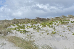 Sonchus grandifolius