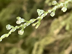 Hymenophyllum flexuosum