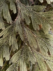 Hymenophyllum frankliniae