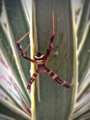 Argiope reinwardti