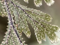Hymenophyllum frankliniae