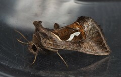 Macdunnoughia confusa