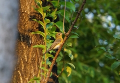 Ficedula mugimaki