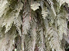 Hymenophyllum frankliniae