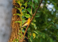Ficedula mugimaki