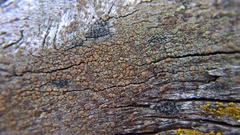 Lecanora saligna
