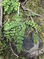 Cheilanthes chusana