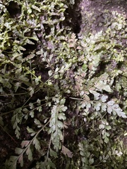 Asplenium cimmeriorum