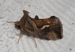 Macdunnoughia confusa