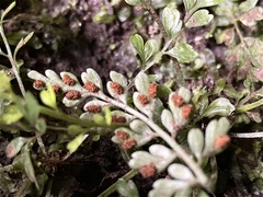 Asplenium cimmeriorum