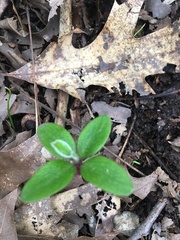 Pittosporum crassifolium