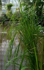 Oryza longistaminata