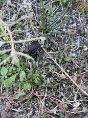 Capnodis tenebricosa