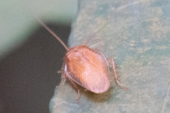 Ectobiidae